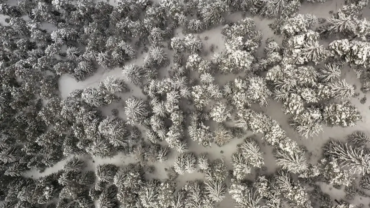 overhead shot of pine trees with show in them