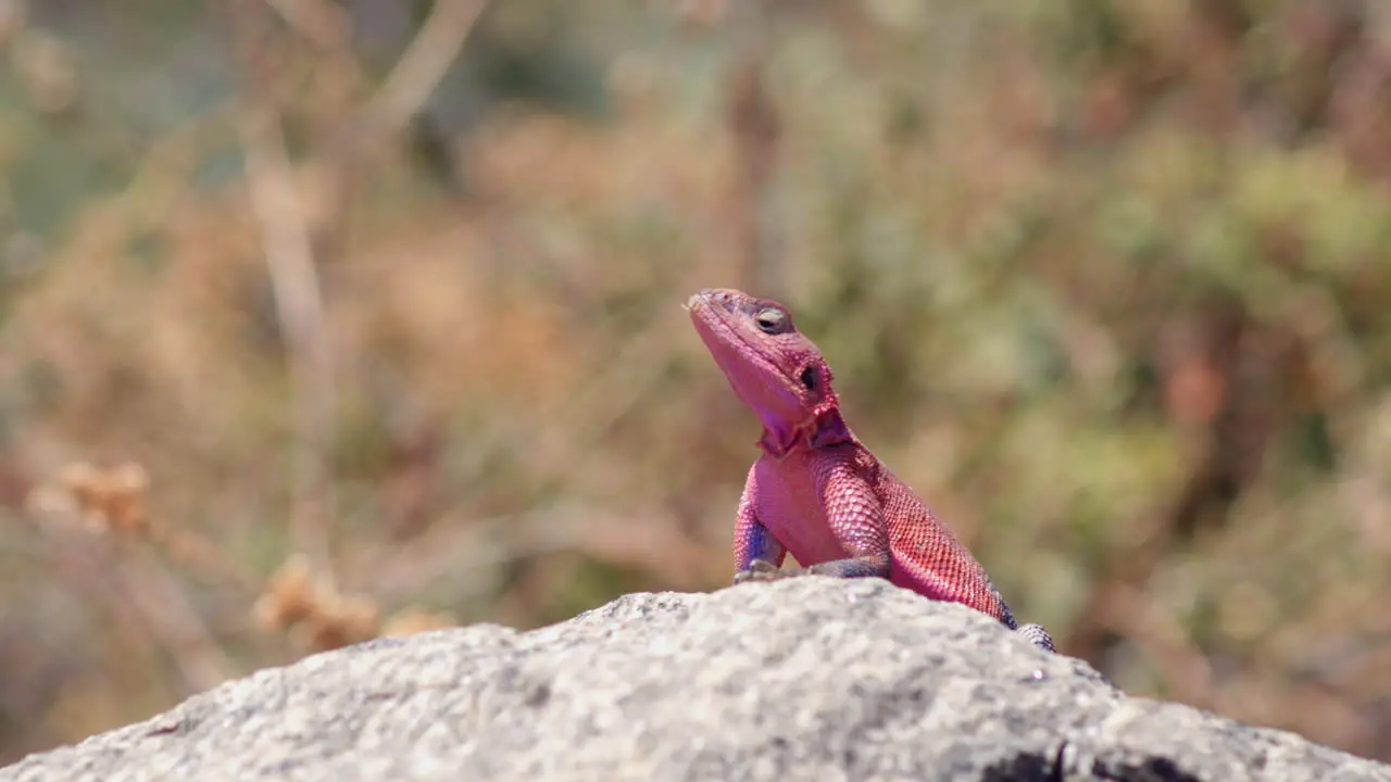 The Mwanza Flat-Headed Rock Agama lizard native to Africa and more commonly known as the "Spider-Man" lizard is sunning himself on a rock