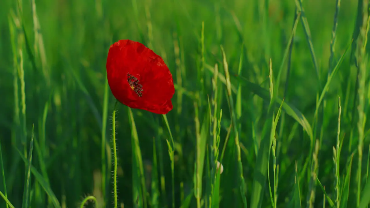 One red papaver flower blooming vivid green meadow flora Single poppy flower