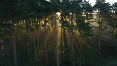 Drone Shot Orbiting Woodland as the Sunlight Bursts Through the Trees