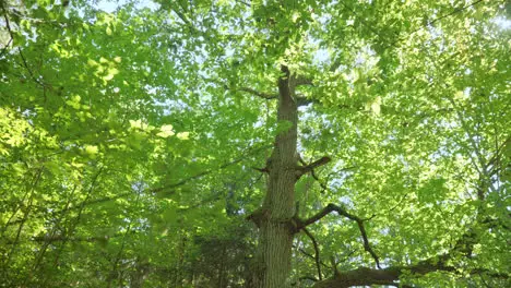 Huge oak tree with large branches growing in dense forest Sunny day in wood