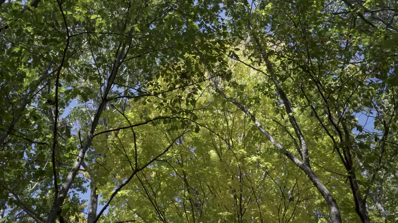 Beautiful 4k shot of green and yellow leaves blowing in wind along nature trail at Wolcott Mill in Michigan