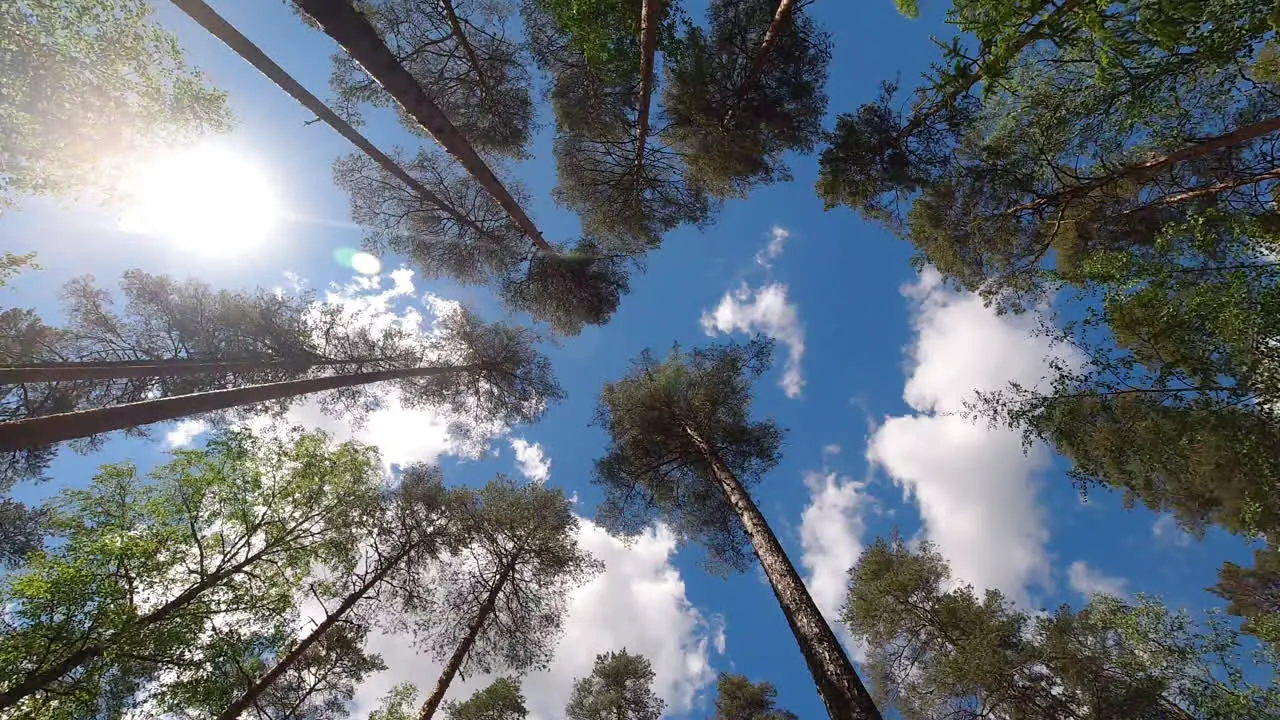 Time lapse of tall trees in a coniferous forest