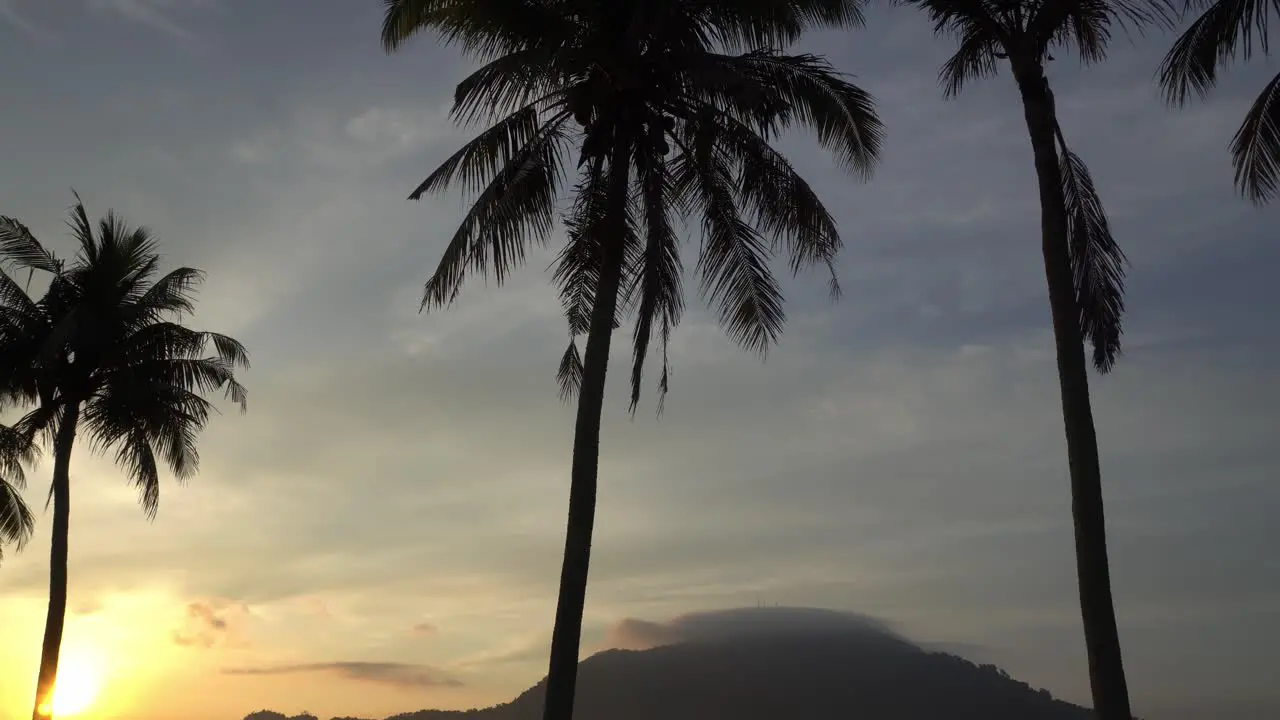 Tilt shot of coconut palm trees in meadow