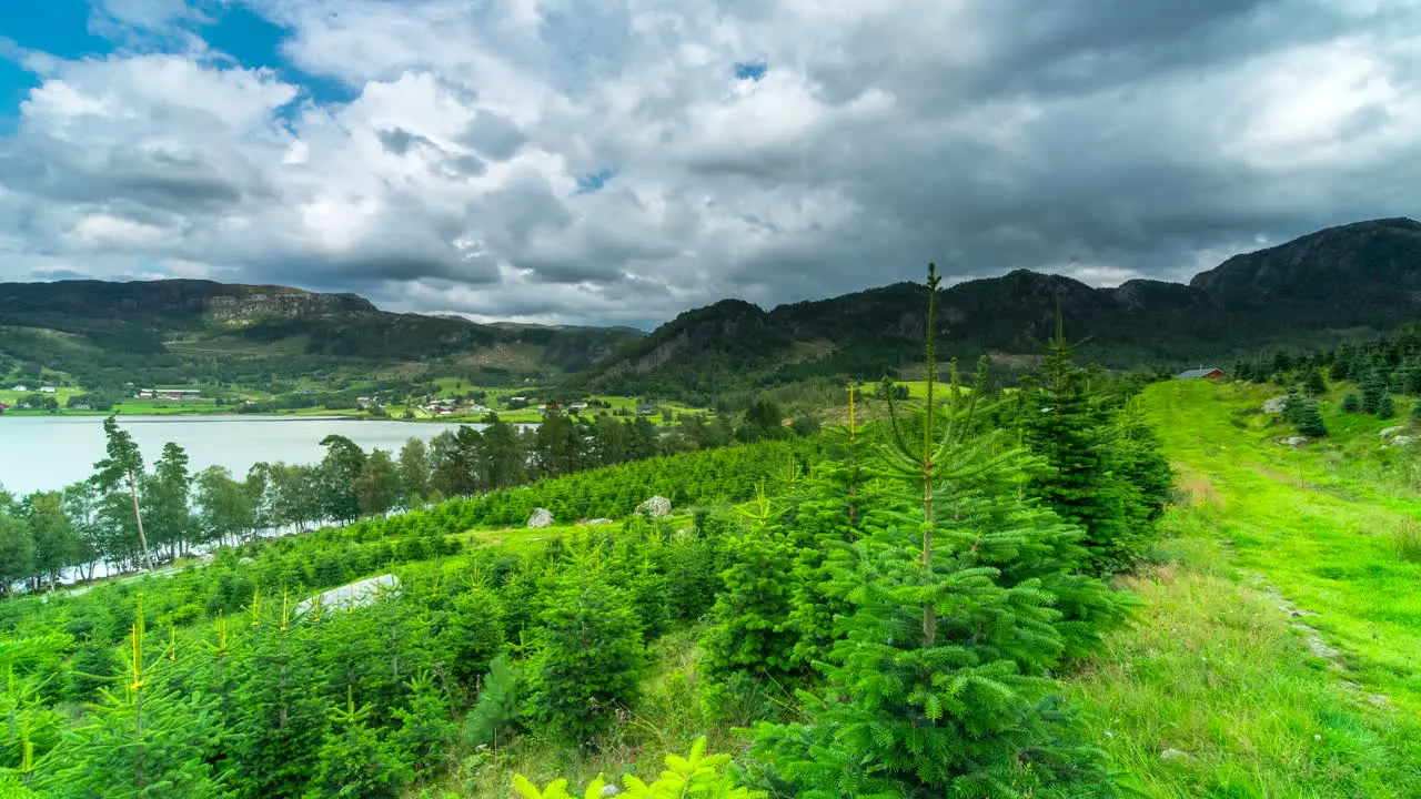 Time lapse of Christmas tree firs growing in Norway with mountains and lake