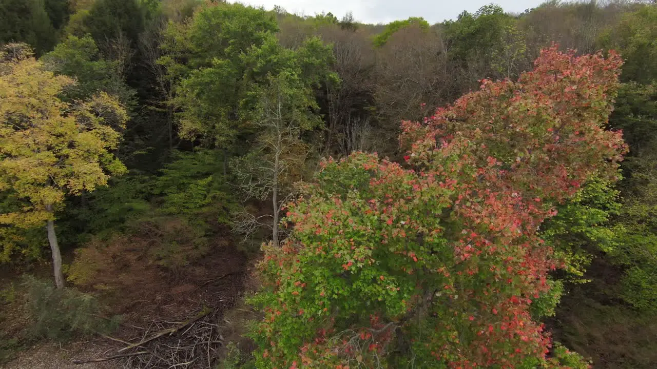 Red tree in Autumn in Mountains