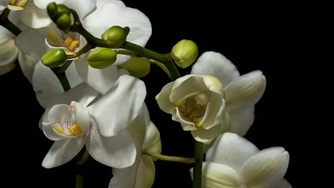 Wonderful white orchid is blooming