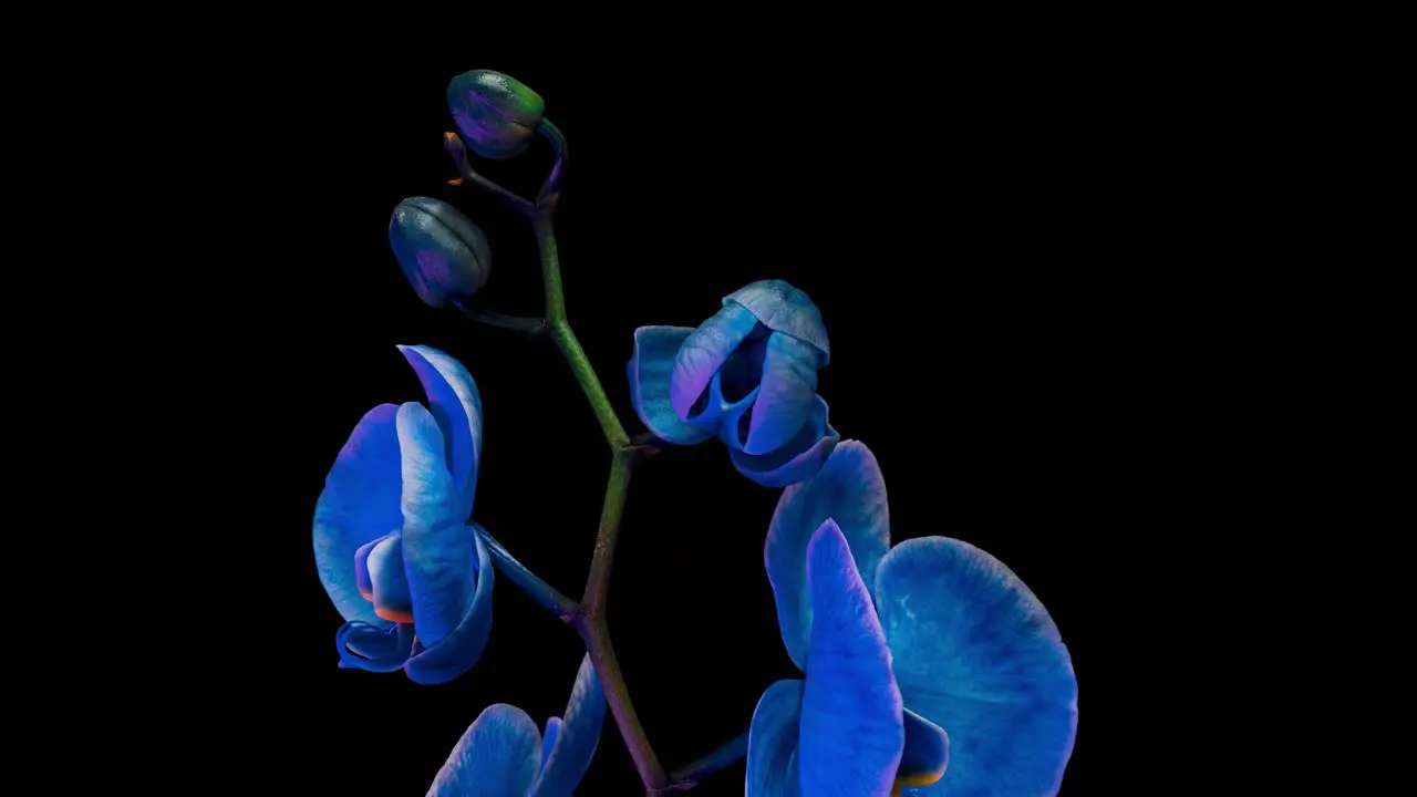 Beautiful blue orchid is blooming