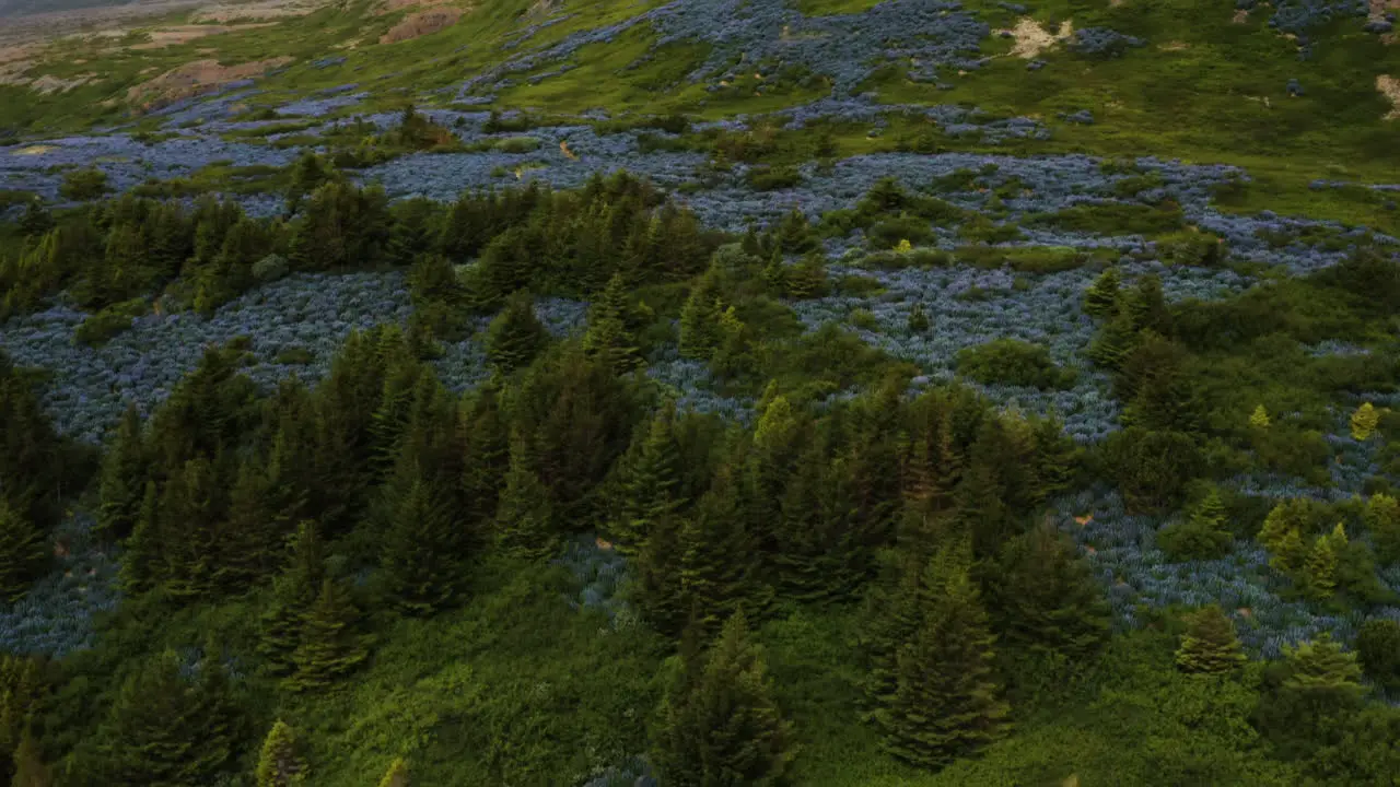 Green forest and blue wildflowers in Iceland fly up drone shot