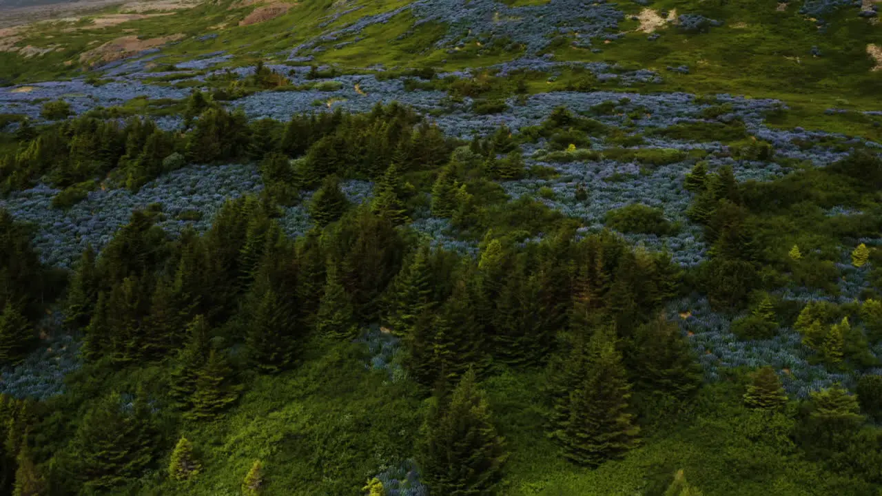 Green forest and blue wildflowers in Iceland aerial drone shot