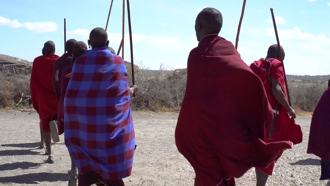 Maasai Tribe Males With Sticks Dancing in Village Field