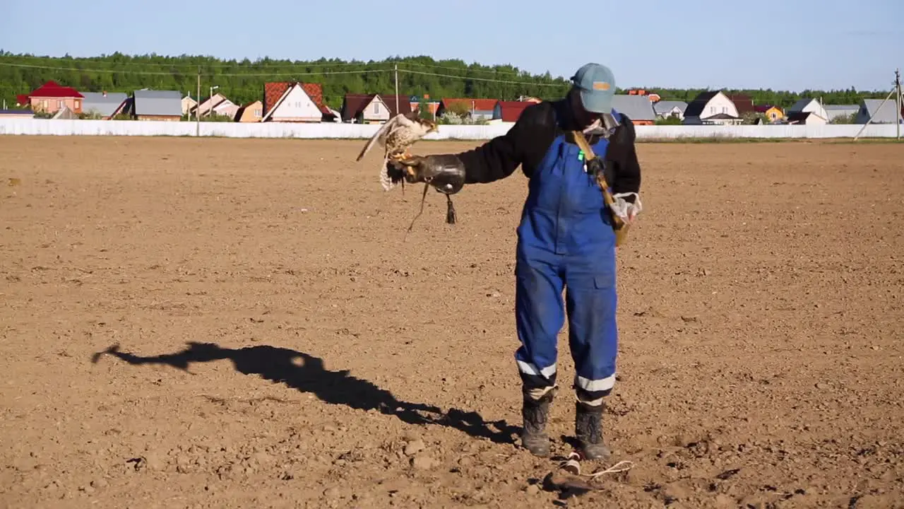 Saker falcon jumping up to perch on leather glove and receive reward from falconer