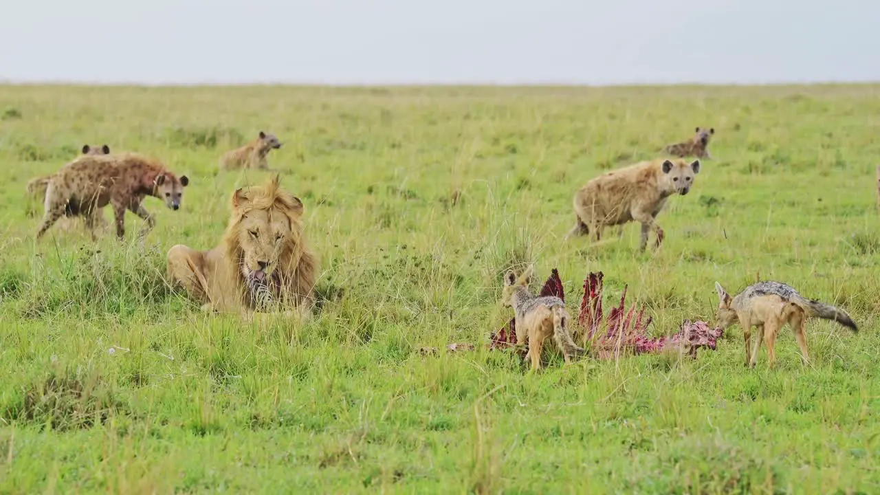 Male lion protecting kill from Hyenas nearby scavenging hierachy of African Wildlife in Maasai Mara order of food chain in Masai Mara National reserve