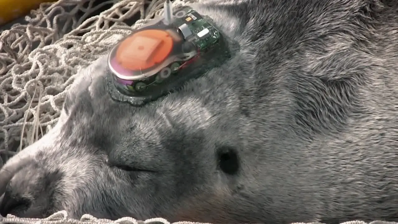 A Bearded Seal With An Interesting Tracking Device Attached To Its Head 2010S