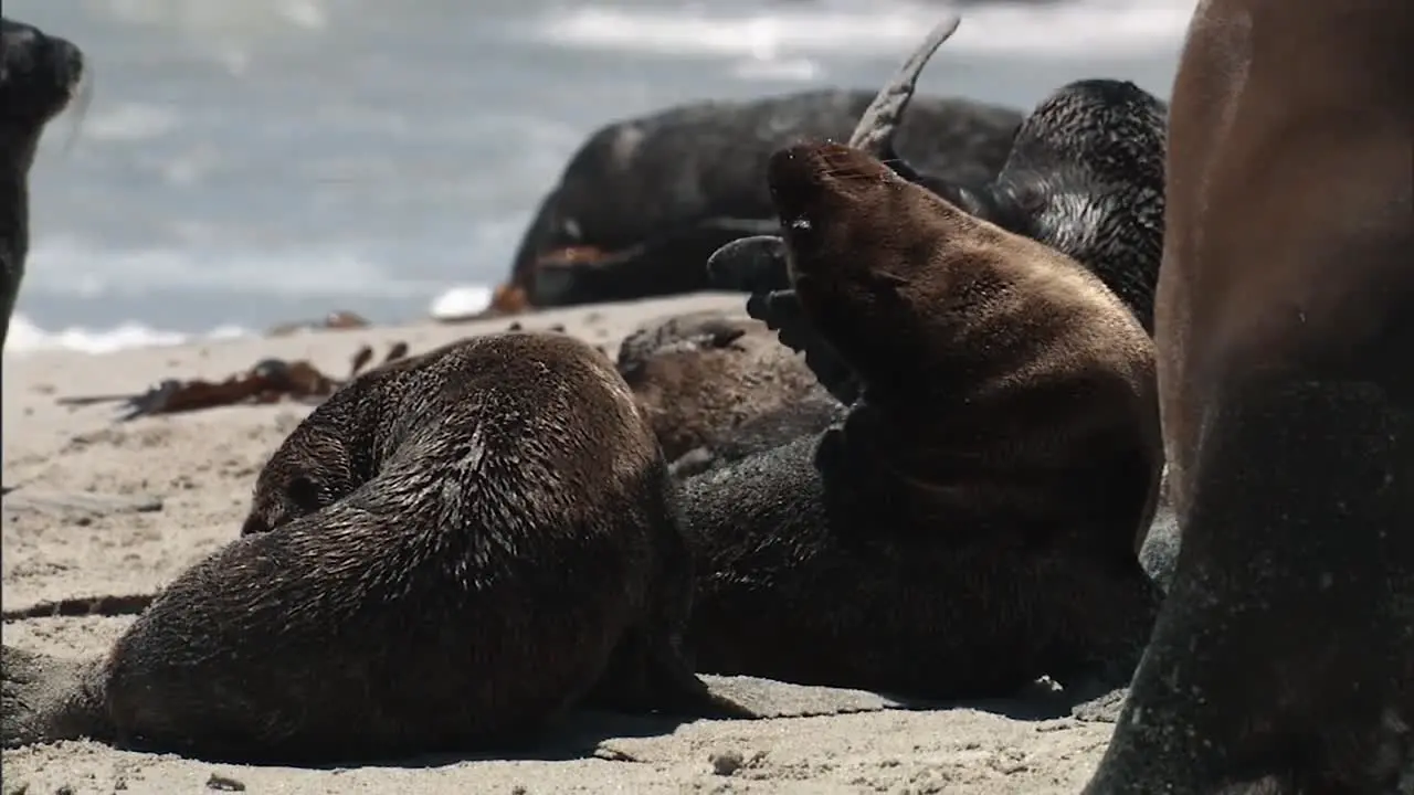 Close Up Shots Of California Sea Lions Relaxing On A Beach 2010S