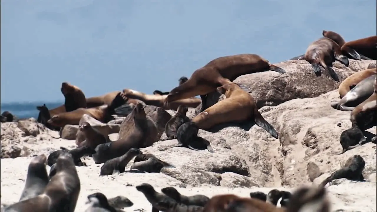 Close Up Shots Of Young California Sea Lions Relaxing And Feeding On A Beach 2010S