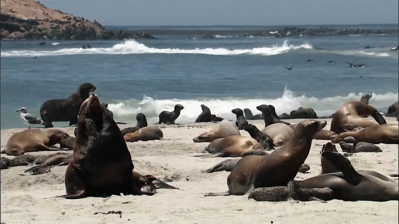 Close Up Shots Of Young California Sea Lions Relaxing On A Beach 2010S