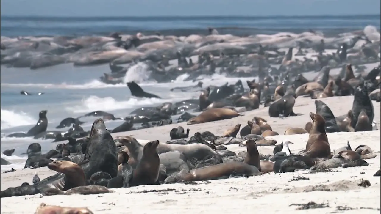 A Large Number Of California Sea Lions Relaxing With their Younglings On A Beach 2010S