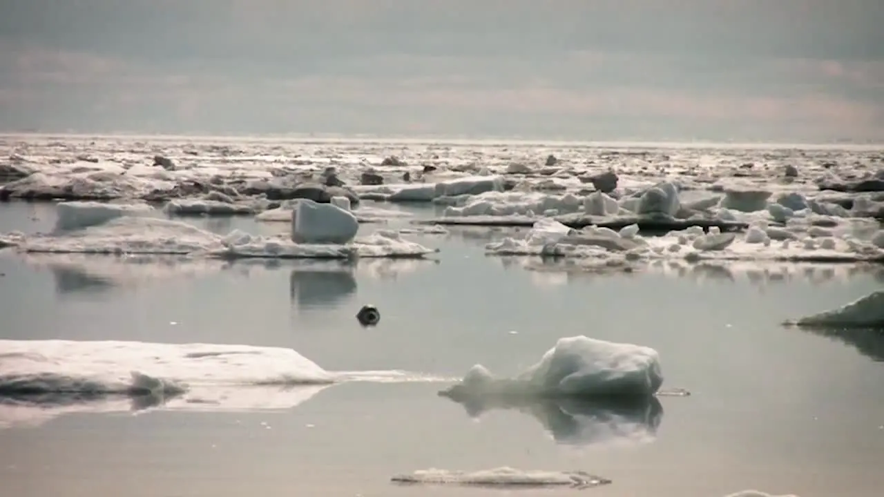 A Bearded Seal Swims And Sits Among Icebergs 2010S