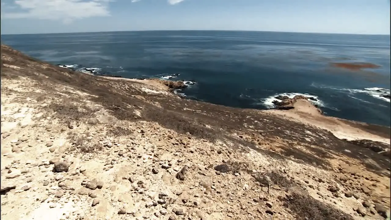 California Sea Lions Relaxing With their Younglings On A Beach 2010S