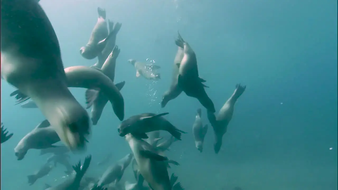 Underwater Shots Of A Group Of California Sea Lions Swimming 2010S