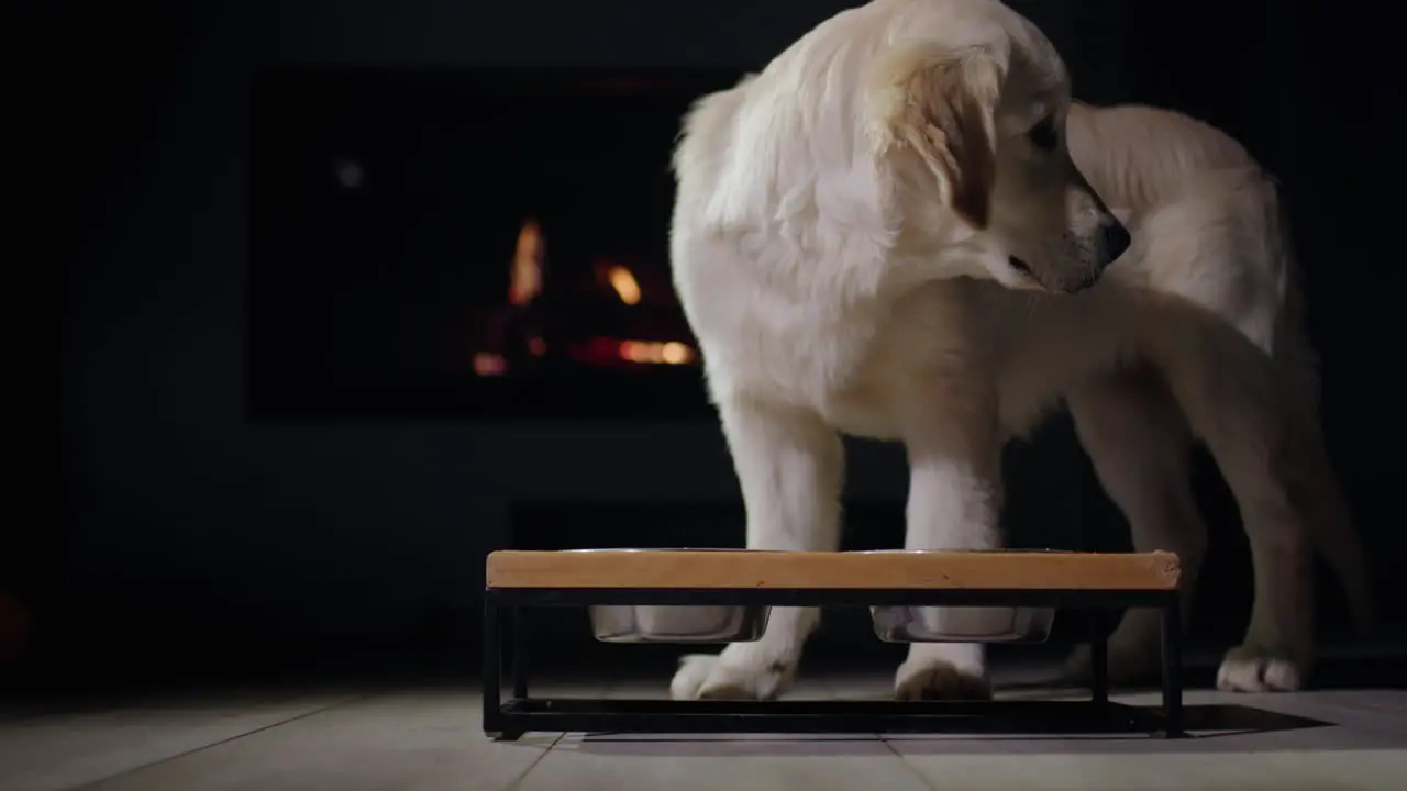 The dog is having dinner in front of a burning fireplace Pet's New Year's Eve Dinner