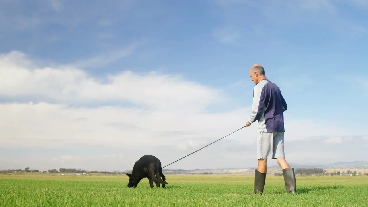 Shepherd dog walking with his owner in the farm 4k