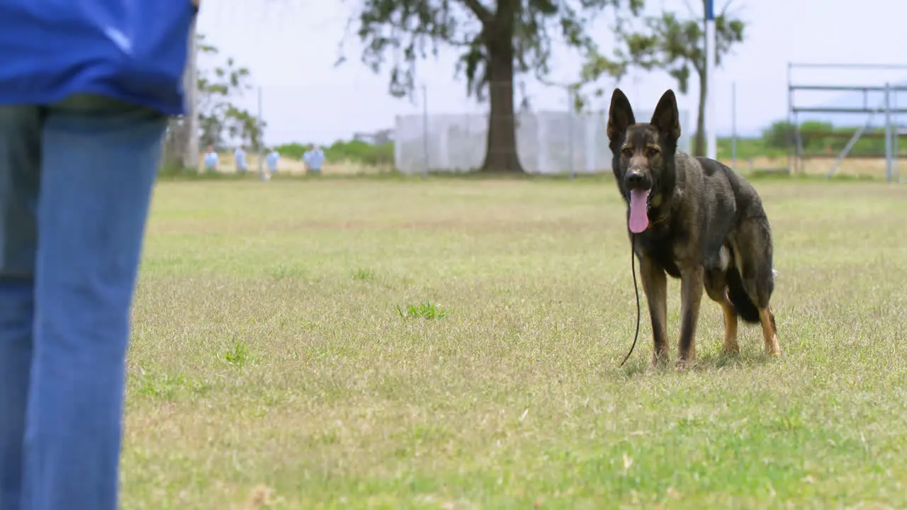 Shepherd dog standing in the fied 4k