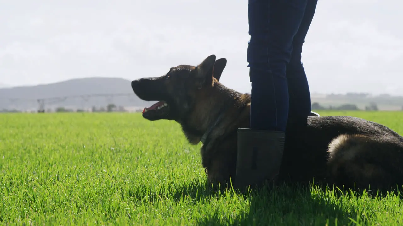 Shepherd dog with his owner in the farm 4k