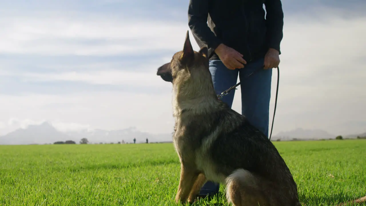 Shepherd dog standing with his owner in the farm 4k