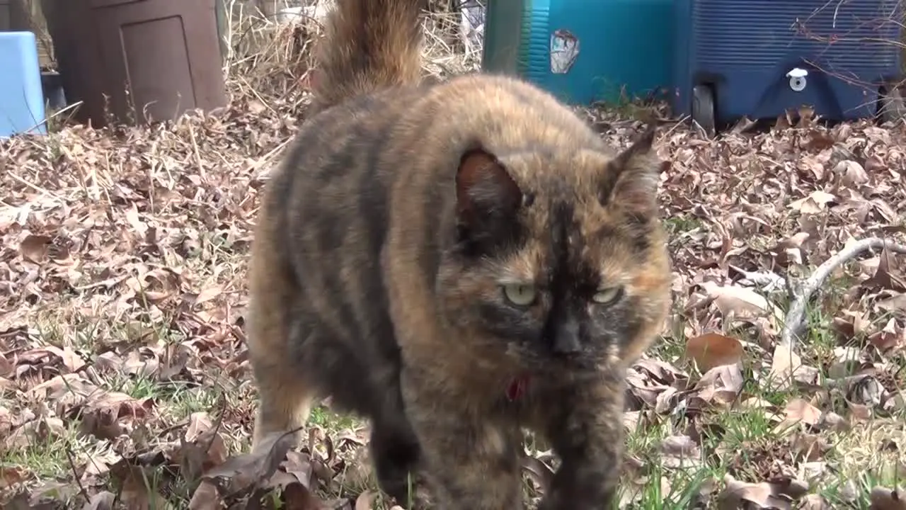 Cat with Dark Fur Walks on Leaves Towards Camera in Yard