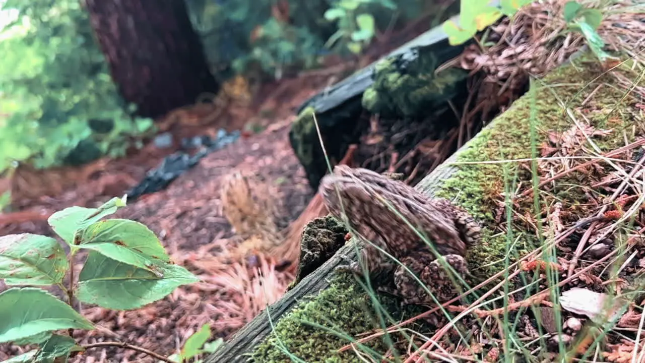 American Toad jumping off a log in extreme slow motion