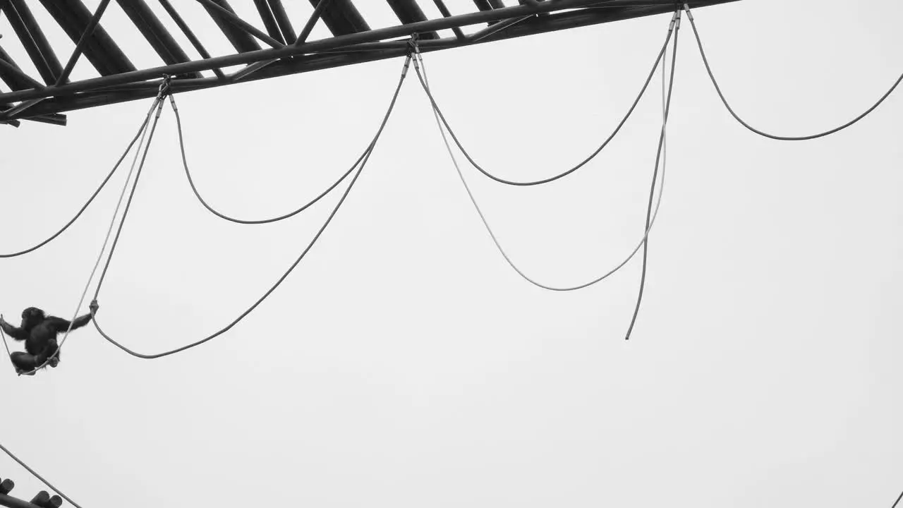 Silhouette of monkey hanging on wires on grey sky background