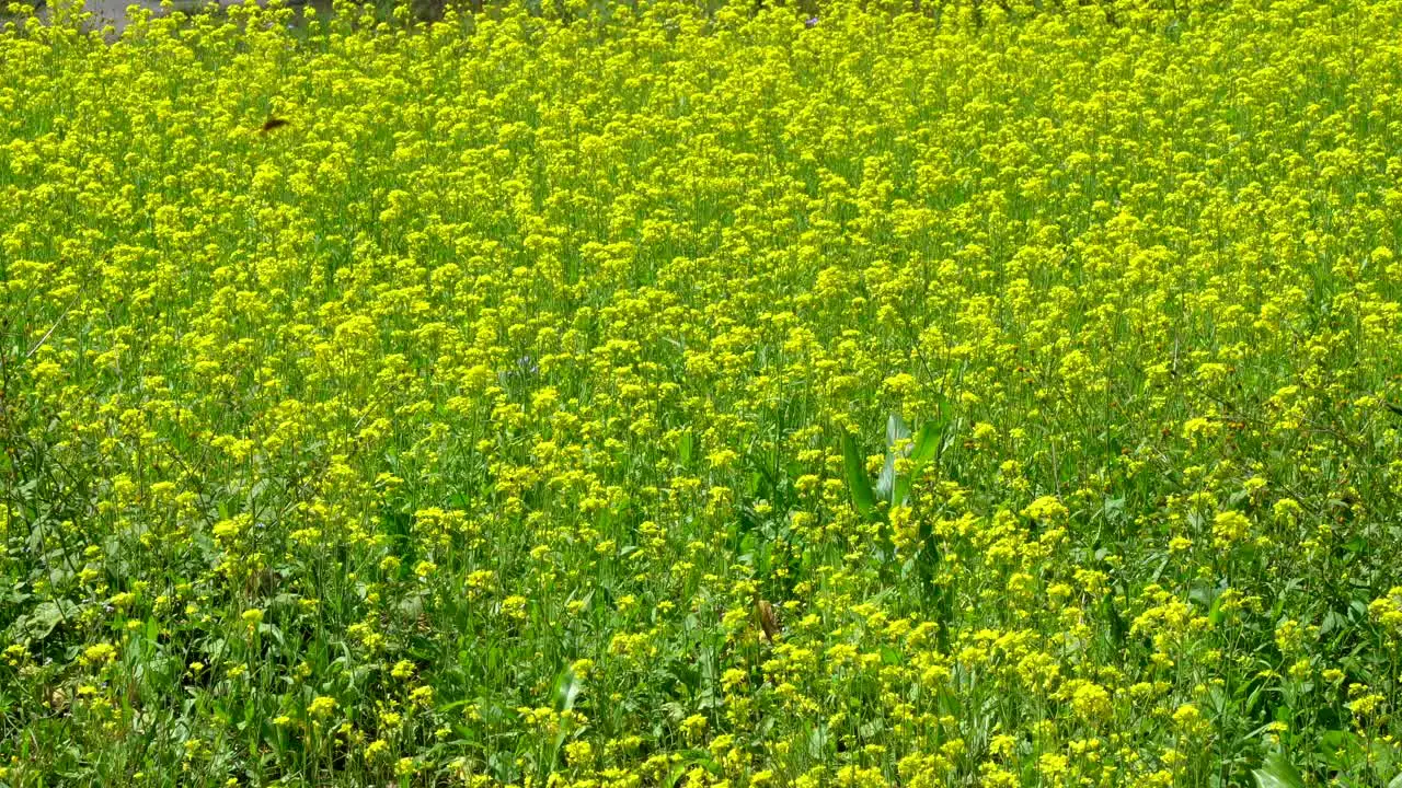 A bright yellow field of mustard plants nearing the time of harvest