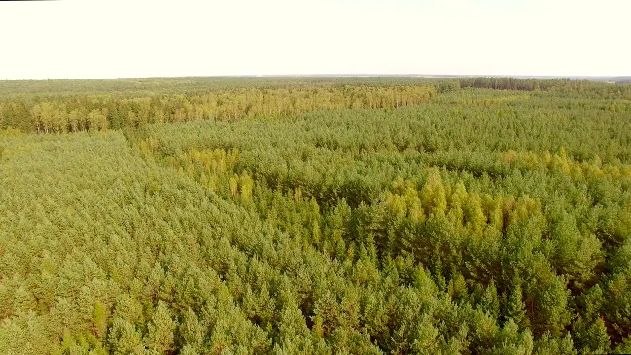 Sun and forest aerial shot