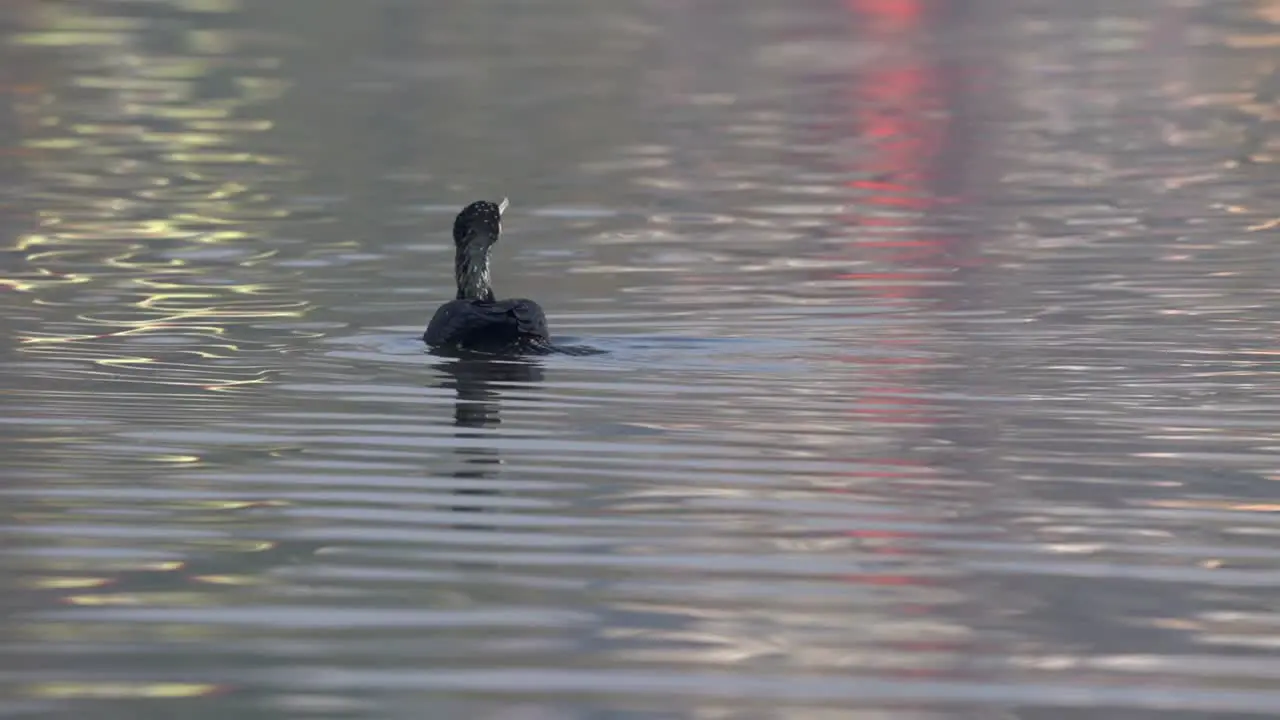 A cormorant swimming around on a lake in the morning light