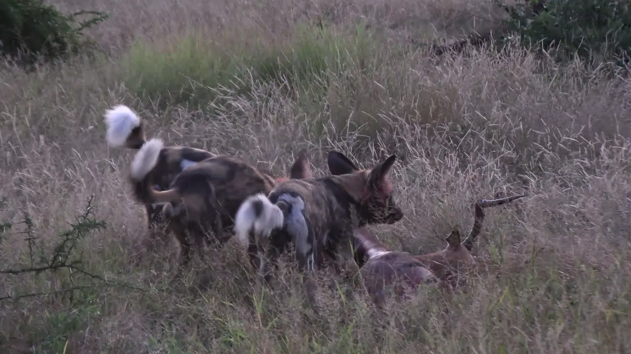 Pack of wild dogs visciously tear apart impala dear that has fallen in grassland