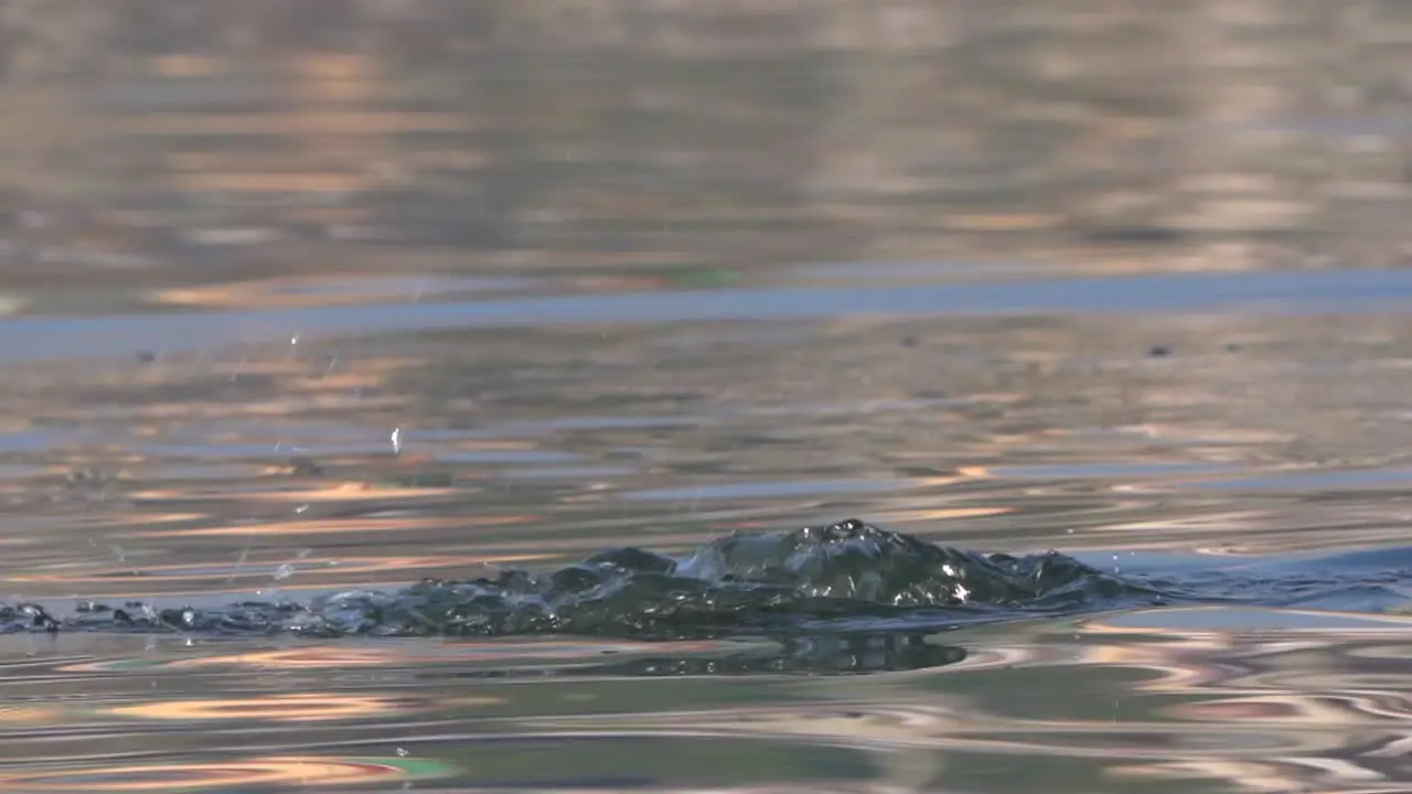 A great cormorant diving into a lake to go fishing