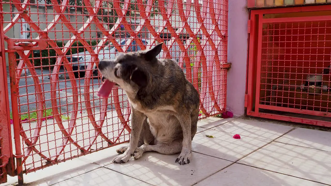 An old street dog that survived a stroke