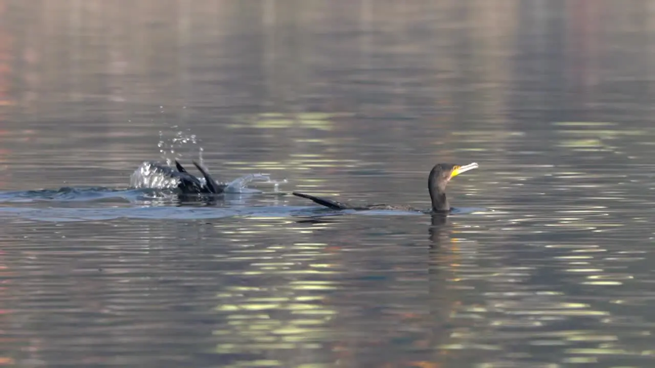 Two great cormorants diving into a lake to go fishing