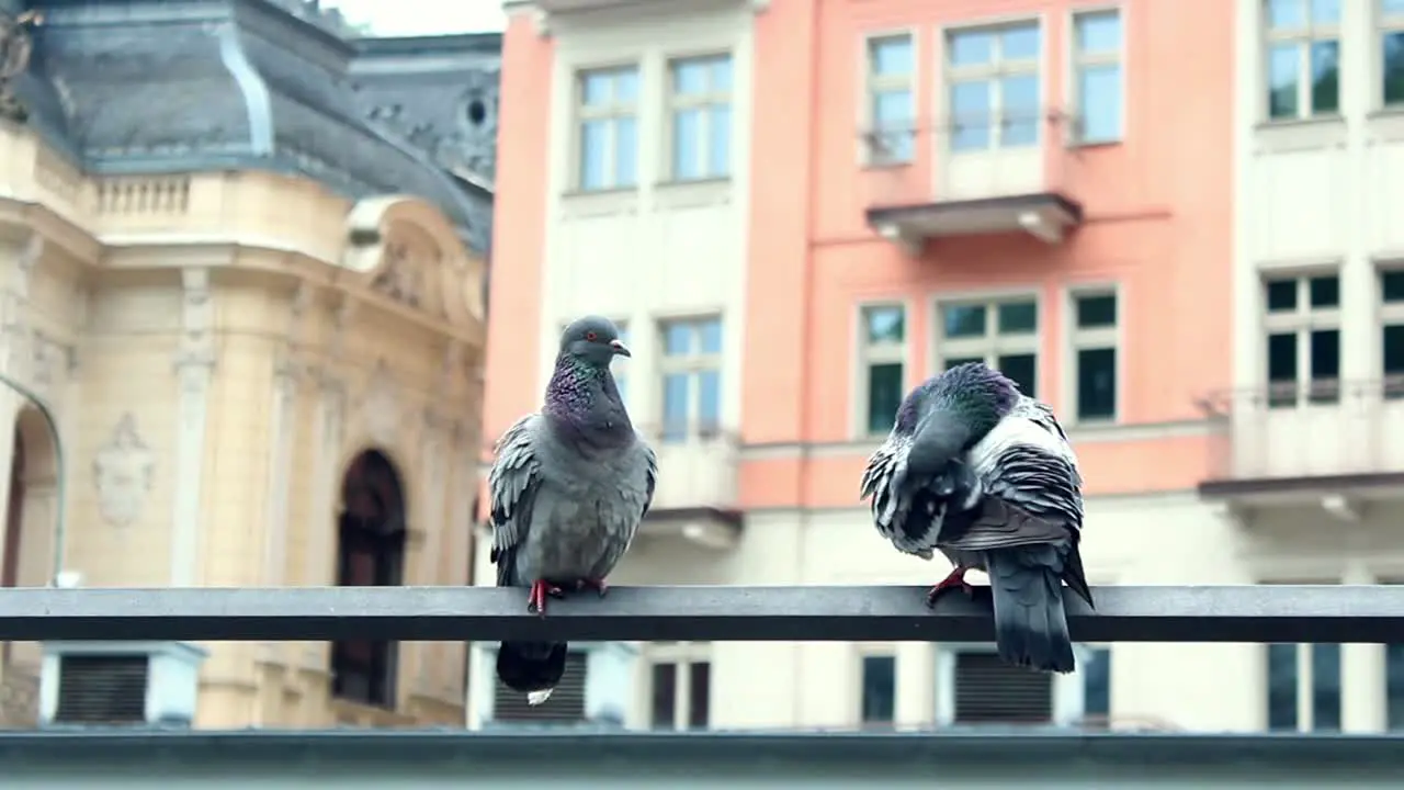 Pigeons Sitting Urban City View 1