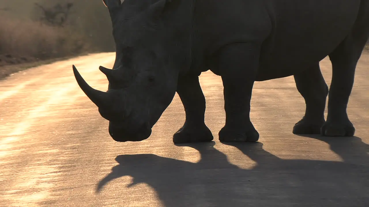 Epic silhouette of white rhino with horn standing on asphalt pavement road shadow on ground at golden hour