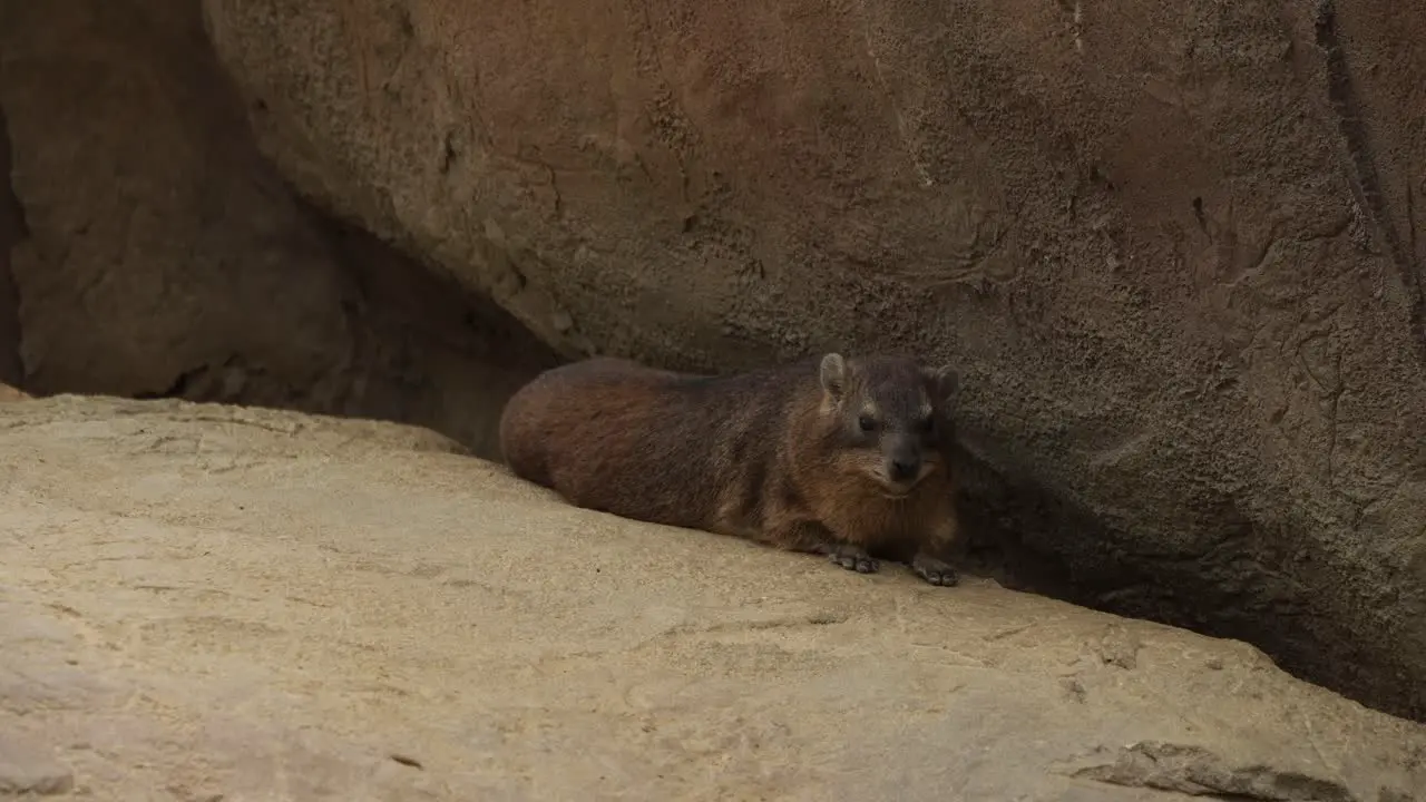 Marmot laying under a rock calmly