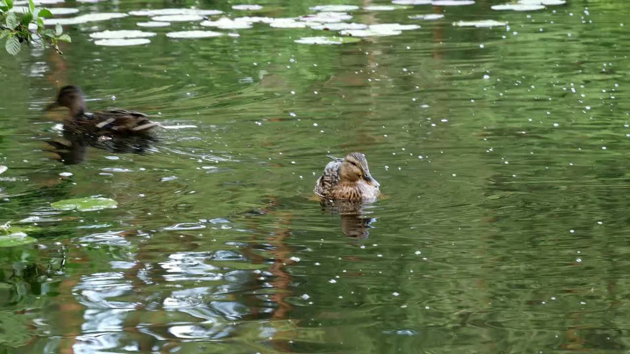 Ducks Swimming in a Pond Close Up Shot