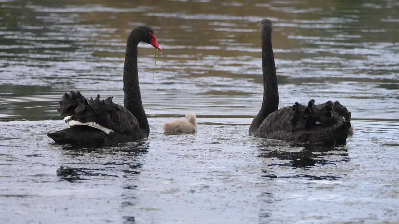 Black Swan family together on a pond in slow motion