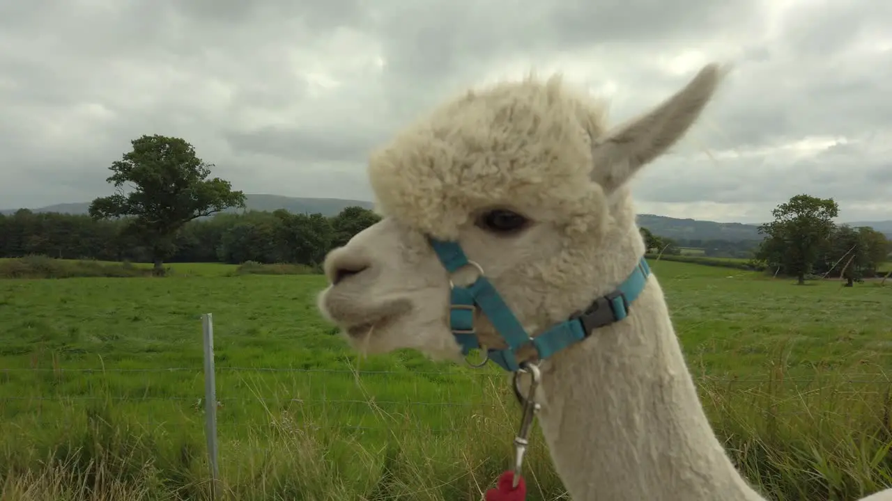 Close up of white alpaca walking the countryside