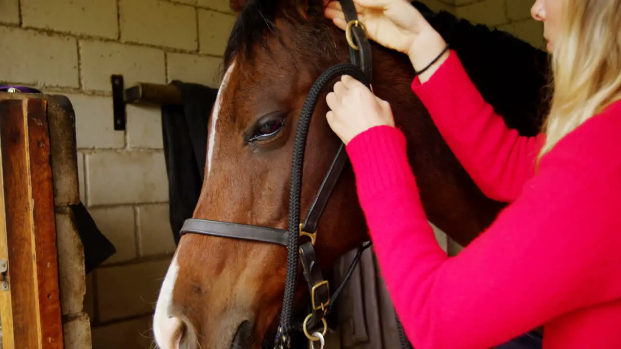 Woman wearing rein to horse in stable 4k