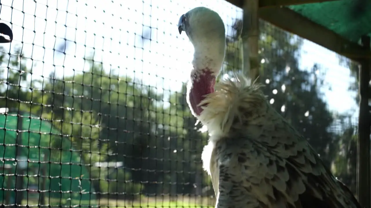 A vulture in an aviary moves it's head from under it's wings up to look at the surroundings