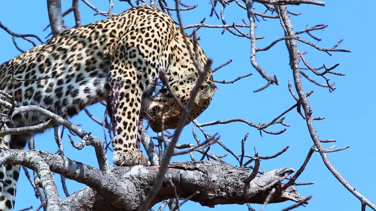 An old and experienced female leopard licks the blood from her limbs after a successful hunt captured in the Greater Kruger National Park