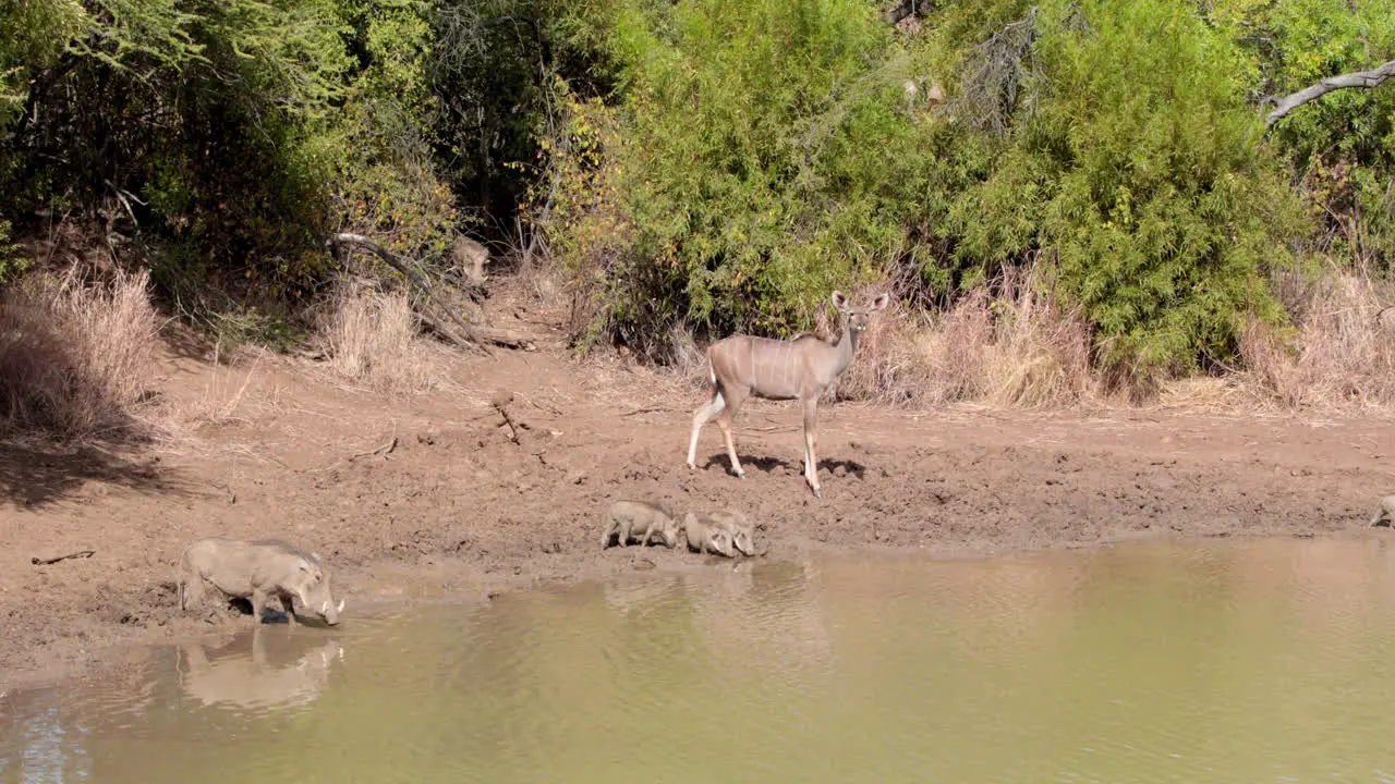 Antelopes drinking by the water